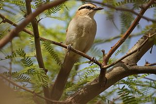 Tchagra senegalus - Senegaltschagra